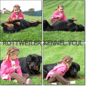 CATEI ROTTWEILER DE EXCEPTIE