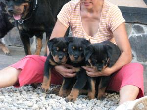 CATEI ROTTWEILER DE EXCEPTIE