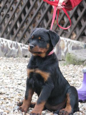 CATEI ROTTWEILER DE EXCEPTIE