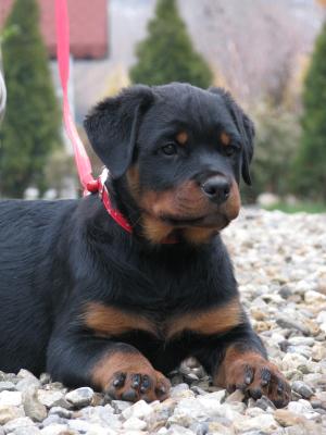 CATEI ROTTWEILER DE EXCEPTIE