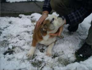 Catelusi Beagle si Bulldog Englez de vanzare . ,  .