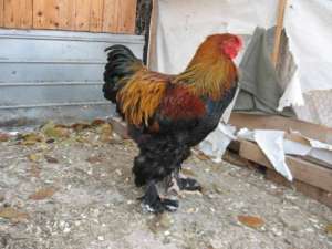 Brahma Columbia. Pui si Oua .