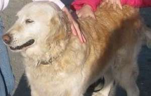 Pierdut Golden Retriever Constanta