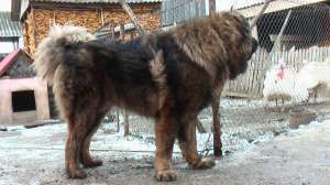 ciobanesc caucazian pentru monta