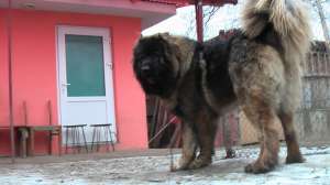 ciobanesc caucazian pentru monta