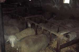 vand oi merinos si tigaee 50 buc pe alese din 200