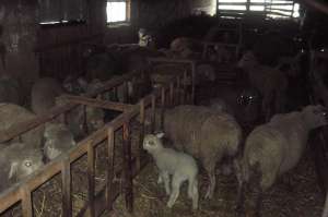 vand oi merinos si tigaee 50 buc pe alese din 200