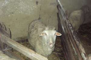 vand oi merinos si tigaee 50 buc pe alese din 200