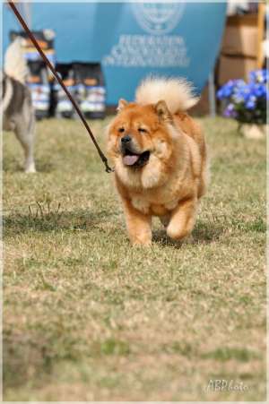 Pui Chou Chow cu acte de origine (pedigree)