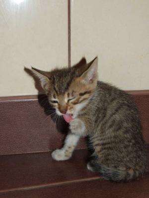 OFER SPRE ADOPTIE PISICUTA TIGRATA 1 LUNA SI JUMATATE