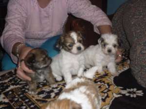vand bichon maltese