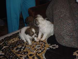 vand bichon maltese
