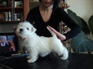 Vand pui westie