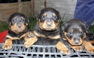 Pui Rottweiler