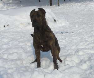 Presa Canario femela !!