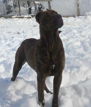 Presa Canario femela !!