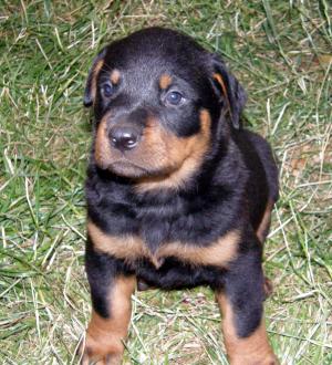 Pui Rottweiler