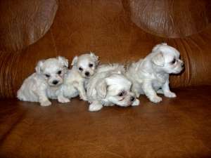 pui bichon malteze