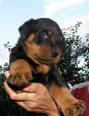Pui Rottweiler