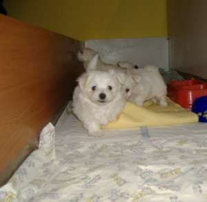 Bichon Maltese de vanzare