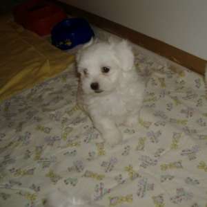 Bichon Maltese de vanzare