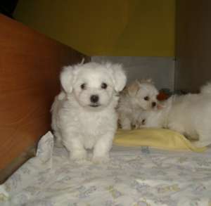 Bichon Maltese de vanzare