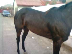 vand iapa pur sange englez