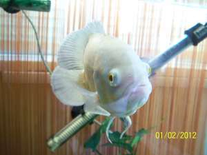 astronotus lutino