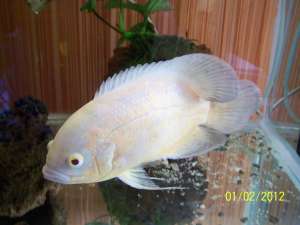 astronotus lutino
