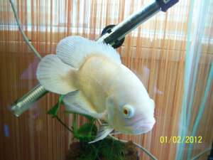 astronotus lutino