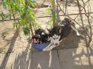 VAND PUI HUSKY SIBERIAN