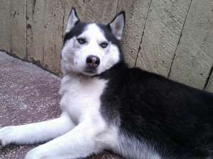VAND PUI HUSKY SIBERIAN