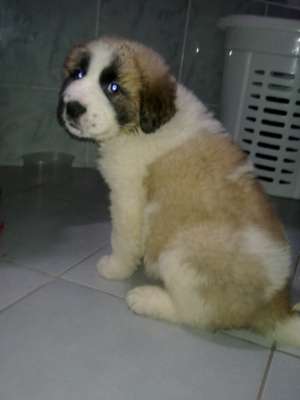 Vand pui Saint Bernard