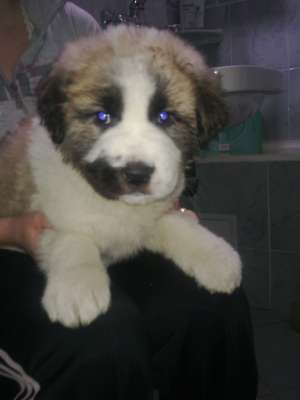 Vand pui Saint Bernard