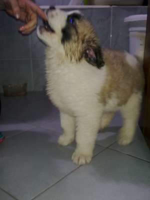 Vand pui Saint Bernard