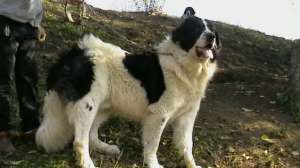 ofer monte cu ciobanesc de bucovina