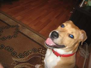 vand caine amstaff,  4 luni toate vaccinurile carnet de sanatate 350 de ron negociabil