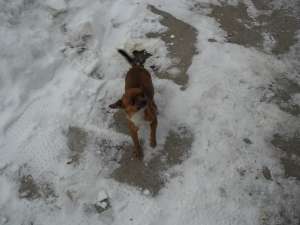 imperechere chihuahua