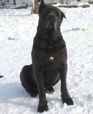 Cane Corso Felema!