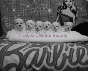 Bichon Bolognese cu Pedigree