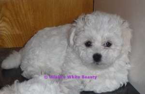 Bichon Bolognese cu Pedigree