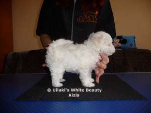 Bichon Bolognese cu Pedigree