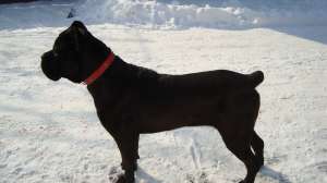 cane corso