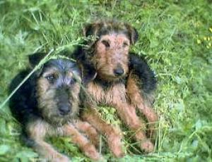 VIND CINI JAGD TERRIER SI COPOI ARDELENESC  FOARTE BUNI LA VANAT MARE MISTRET SI URS