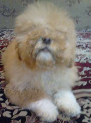 BICHON DE VANZARE