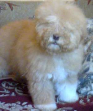 BICHON DE VANZARE