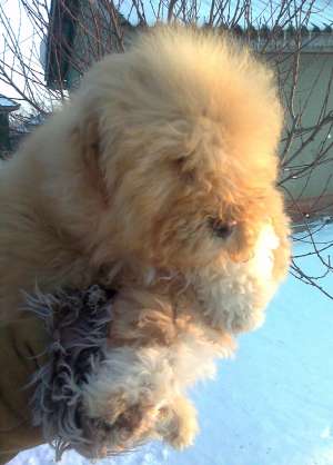 BICHON DE VANZARE