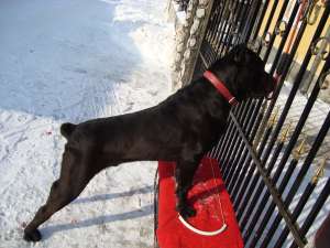 ofer spre monta mascul cane corso