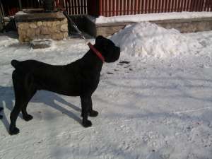 ofer spre monta mascul cane corso