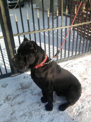 ofer spre monta mascul cane corso